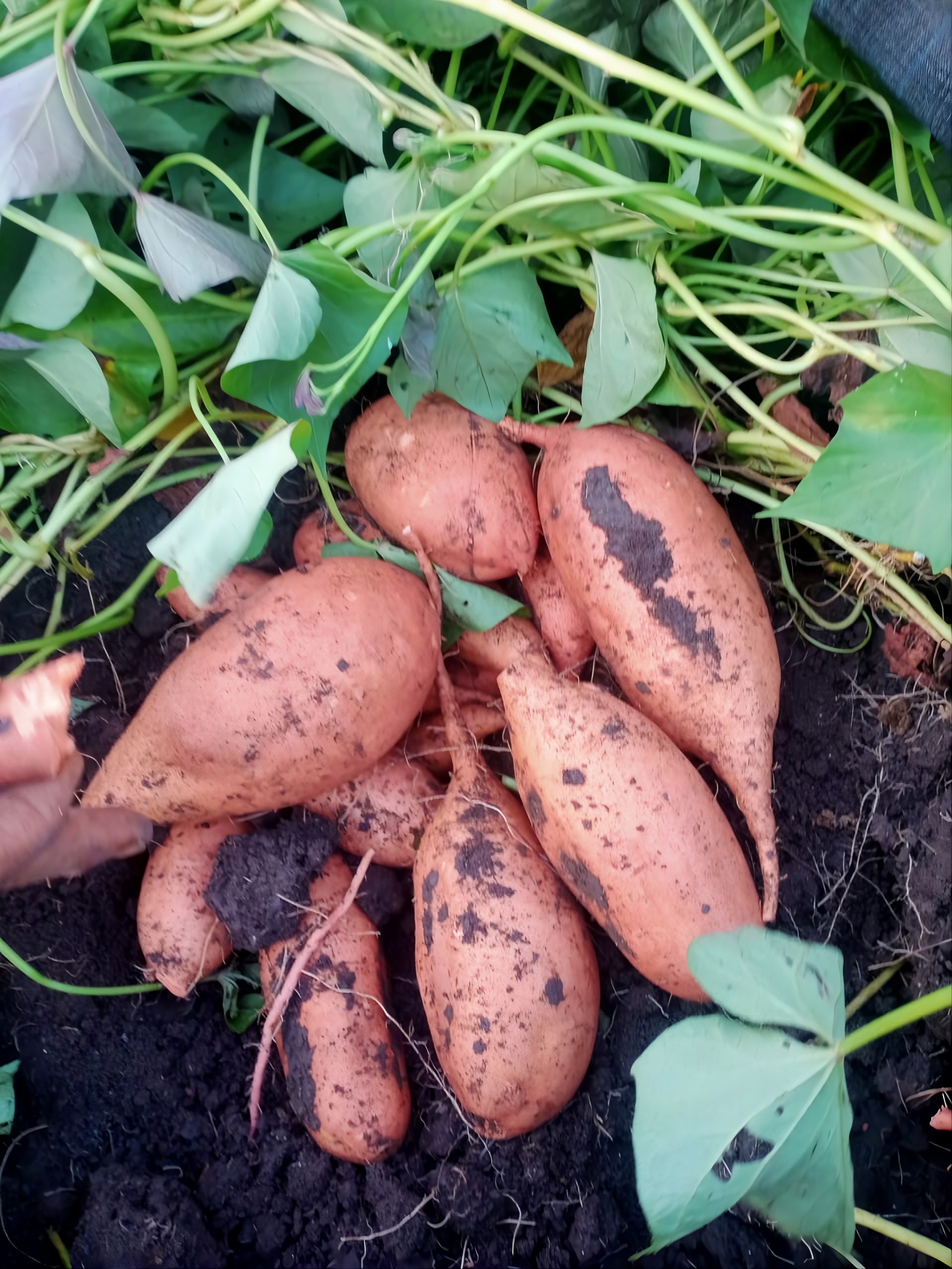                        PharoHerb � Your Reliable Partner in            