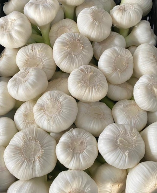 White Garlic